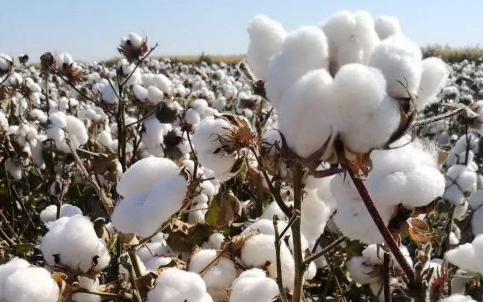 棉花的傳奇人生，棉花期貨的光明！