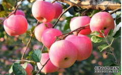 蘋(píng)果期貨套利還有機(jī)會(huì)?鋼材期貨可繼