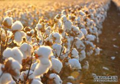 棉花期權(quán)推出對棉花期貨有什么積極