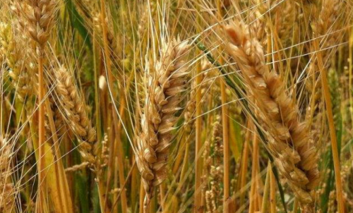 普麥期貨一個點可以盈利多少錢？