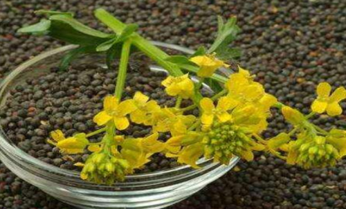 菜粕期貨的手續費是多少？有優惠政