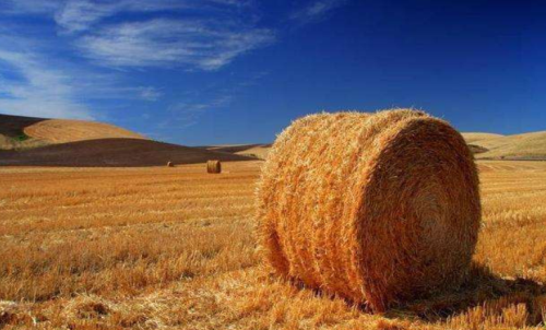 影響普麥期貨價格的因素有哪些？期