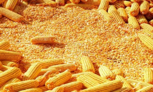 最近玉米期貨會(huì)大漲嗎？做一手玉米